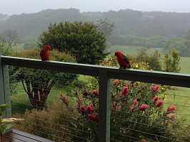 King_parrots
